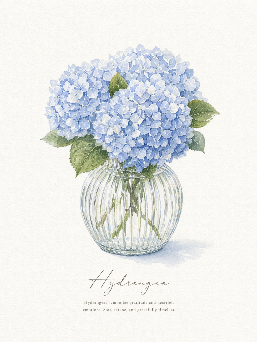 Glass Vase with Hydrangeas Study